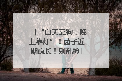 “白天靠狗，晚上靠灯”！菌子近期疯长！别乱捡