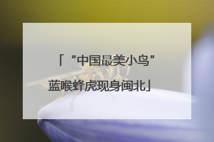 “中国最美小鸟”蓝喉蜂虎现身闽北