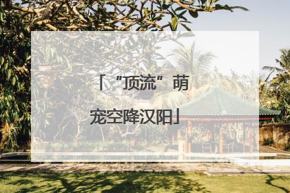 “顶流”萌宠空降汉阳