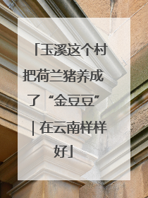 玉溪这个村把荷兰猪养成了“金豆豆”｜在云南样样好