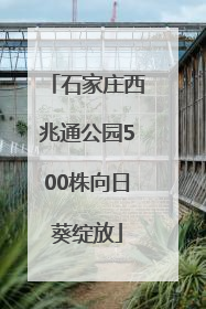 石家庄西兆通公园500株向日葵绽放