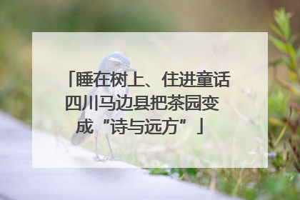 睡在树上、住进童话 四川马边县把茶园变成“诗与远方”