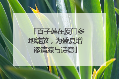 百子莲在厦门多地绽放，为盛夏增添清凉与诗意