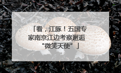 看，江豚！五国专家南京江边考察邂逅“微笑天使”