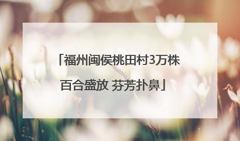 福州闽侯桃田村3万株百合盛放 芬芳扑鼻