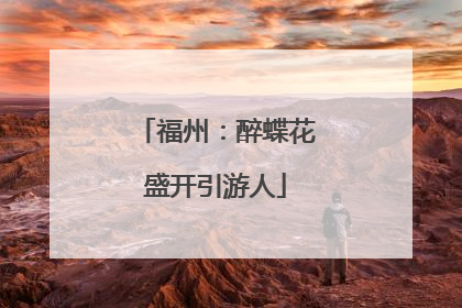 福州：醉蝶花盛开引游人