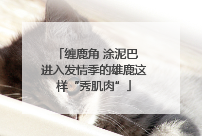 缠鹿角 涂泥巴 进入发情季的雄鹿这样“秀肌肉”