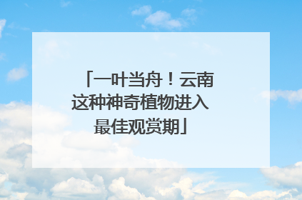 一叶当舟！云南这种神奇植物进入最佳观赏期