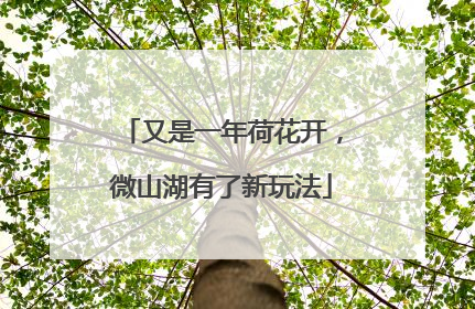 又是一年荷花开，微山湖有了新玩法