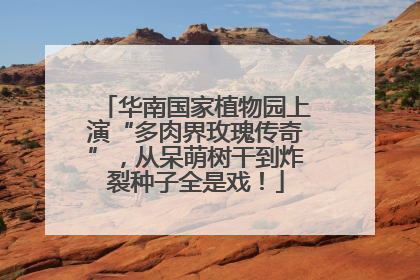 华南国家植物园上演“多肉界玫瑰传奇”，从呆萌树干到炸裂种子全是戏！