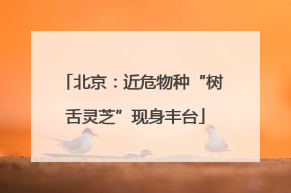 北京：近危物种“树舌灵芝”现身丰台