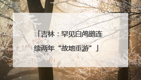 吉林：罕见白鸬鹚连续两年“故地重游”