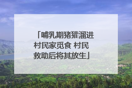 哺乳期猪獾溜进村民家觅食 村民救助后将其放生