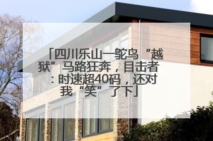 四川乐山一鸵鸟“越狱”马路狂奔，目击者：时速超40码，还对我“笑”了下