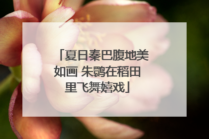 夏日秦巴腹地美如画 朱鹮在稻田里飞舞嬉戏