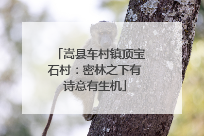 嵩县车村镇顶宝石村：密林之下有诗意有生机