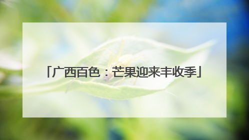 广西百色：芒果迎来丰收季