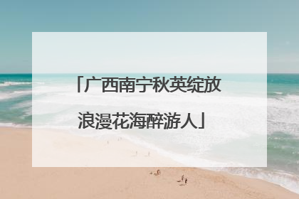广西南宁秋英绽放 浪漫花海醉游人