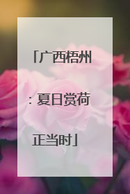 广西梧州：夏日赏荷正当时