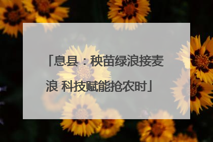 息县：秧苗绿浪接麦浪 科技赋能抢农时
