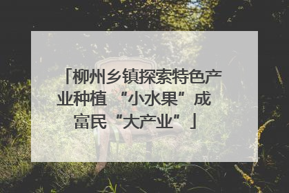 柳州乡镇探索特色产业种植 “小水果”成富民“大产业”
