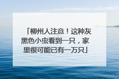 柳州人注意！这种灰黑色小虫看到一只，家里很可能已有一万只