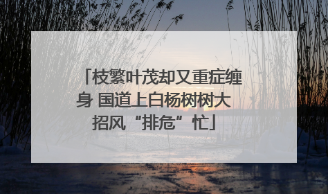 枝繁叶茂却又重症缠身 国道上白杨树树大招风“排危”忙