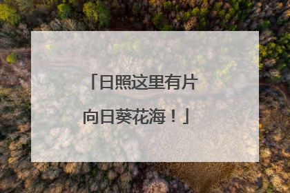 日照这里有片向日葵花海！