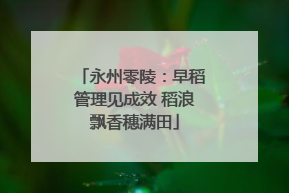 永州零陵：早稻管理见成效 稻浪飘香穗满田