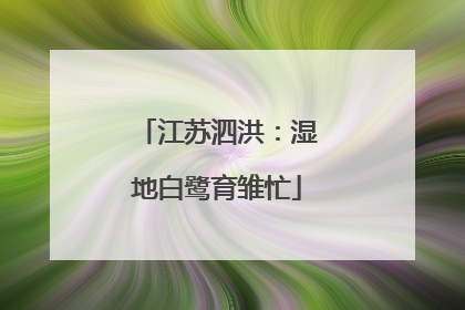 江苏泗洪：湿地白鹭育雏忙
