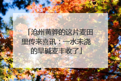 沧州黄骅的这片麦田里传来喜讯：一水未浇的旱碱麦丰收了