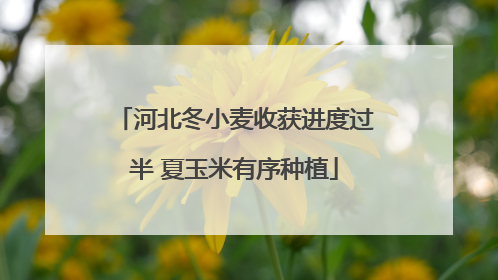 河北冬小麦收获进度过半 夏玉米有序种植