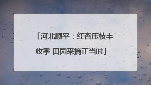 河北顺平：红杏压枝丰收季 田园采摘正当时