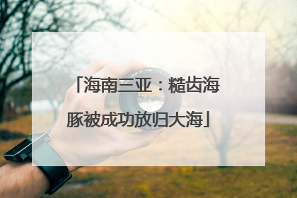 海南三亚：糙齿海豚被成功放归大海