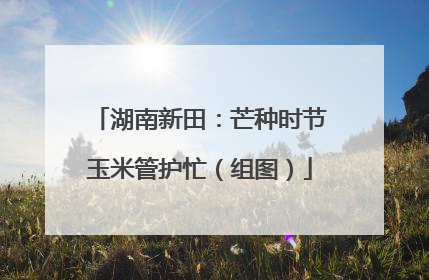 湖南新田：芒种时节玉米管护忙（组图）