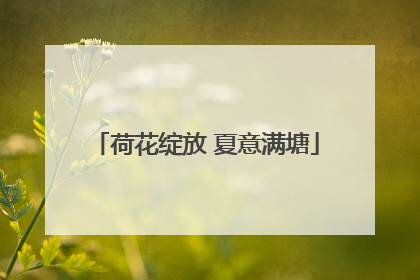 荷花绽放 夏意满塘