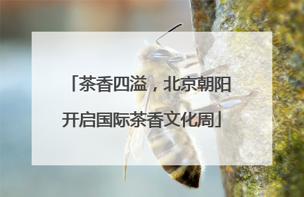 茶香四溢，北京朝阳开启国际茶香文化周