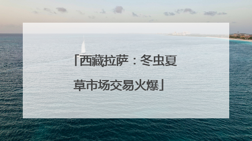 西藏拉萨：冬虫夏草市场交易火爆