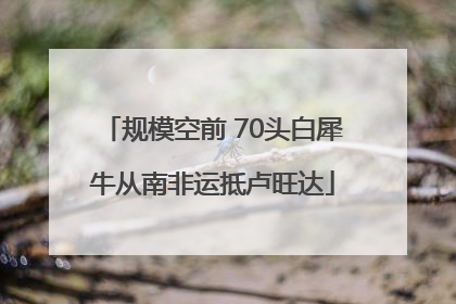 规模空前 70头白犀牛从南非运抵卢旺达