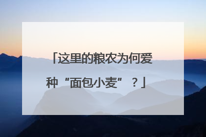 这里的粮农为何爱种“面包小麦”？