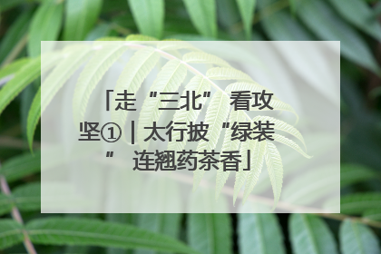 走“三北” 看攻坚①｜太行披“绿装” 连翘药茶香
