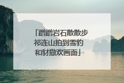 蹭蹭岩石散散步 祁连山拍到雪豹和豺撒欢画面
