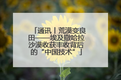 通讯丨荒漠变良田——埃及撒哈拉沙漠收获丰收背后的“中国技术”