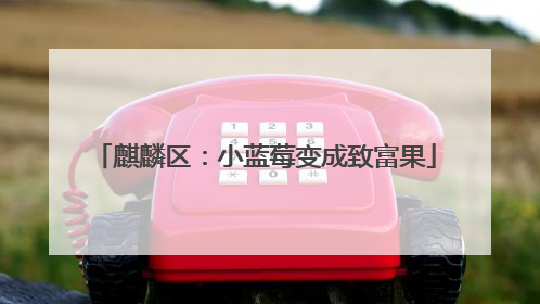 麒麟区：小蓝莓变成致富果