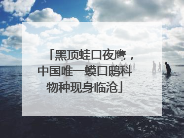 黑顶蛙口夜鹰，中国唯一蟆口鸱科物种现身临沧