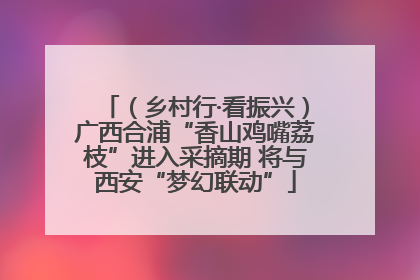 （乡村行·看振兴）广西合浦“香山鸡嘴荔枝”进入采摘期 将与西安“梦幻联动”