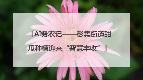 AI务农记——彭集街道甜瓜种植迎来“智慧丰收”